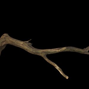 4)large_fallen_tree 03