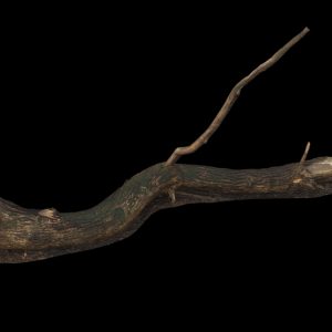 5)large_fallen_tree 04